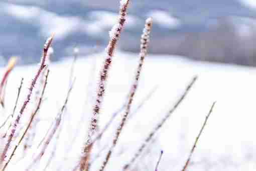 大雪是24节气里的第几个节气?有哪些风俗呢(大雪是24节气里的第几个节气?有哪些风俗活动)